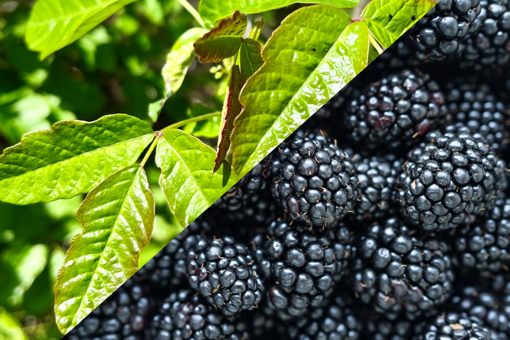 Poison Oak & Blackberries Poison Oak & Blackberries<br />